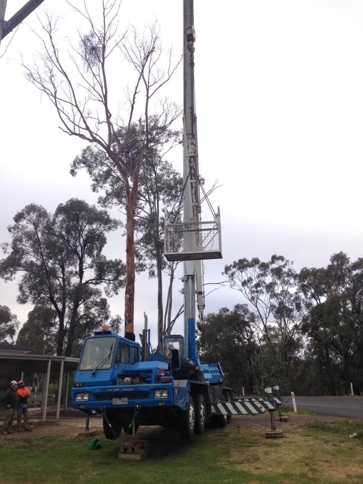 Tree Clearing Sunshine Coast